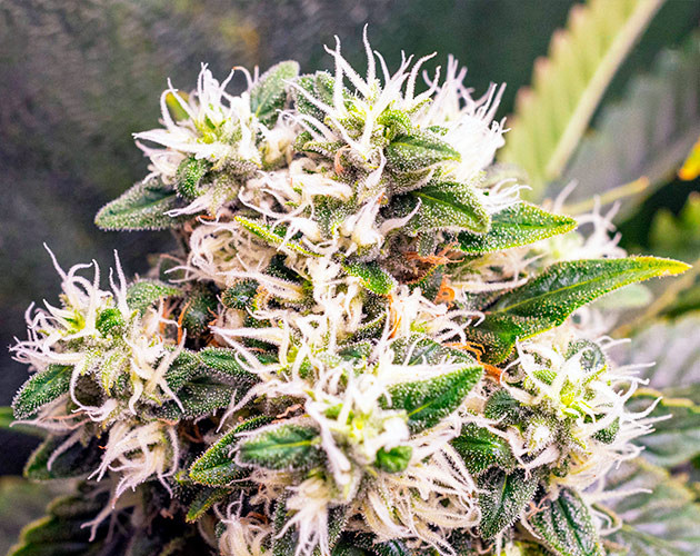 Конец 11 недели выращивания Появление оранжевых стигм на шишках