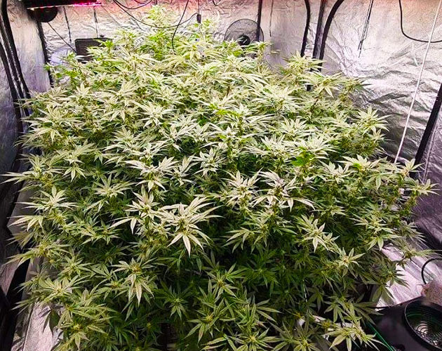 Ожоги от питательных веществ на 11 неделе Появление трихом на соцветиях