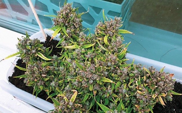 Куст перед харвестом Куст до обрезки шишек