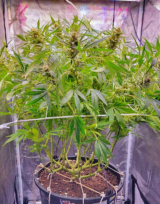 Техника мейн лининг Cap Junky ростом 68 см