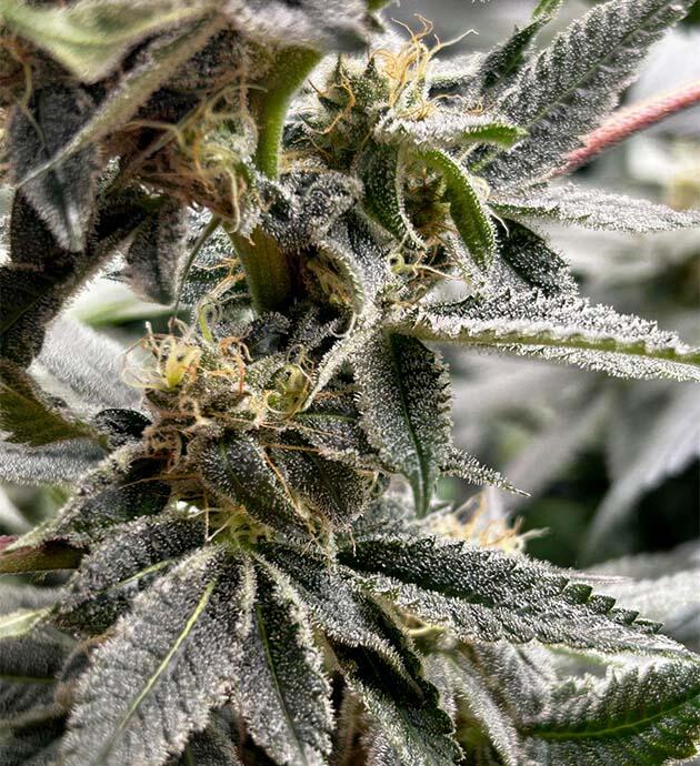 Фиолетовый оттенок и разные фенотипы марихуаны Куст RS11 x Banana OG от Barney's Farm на 13 неделе