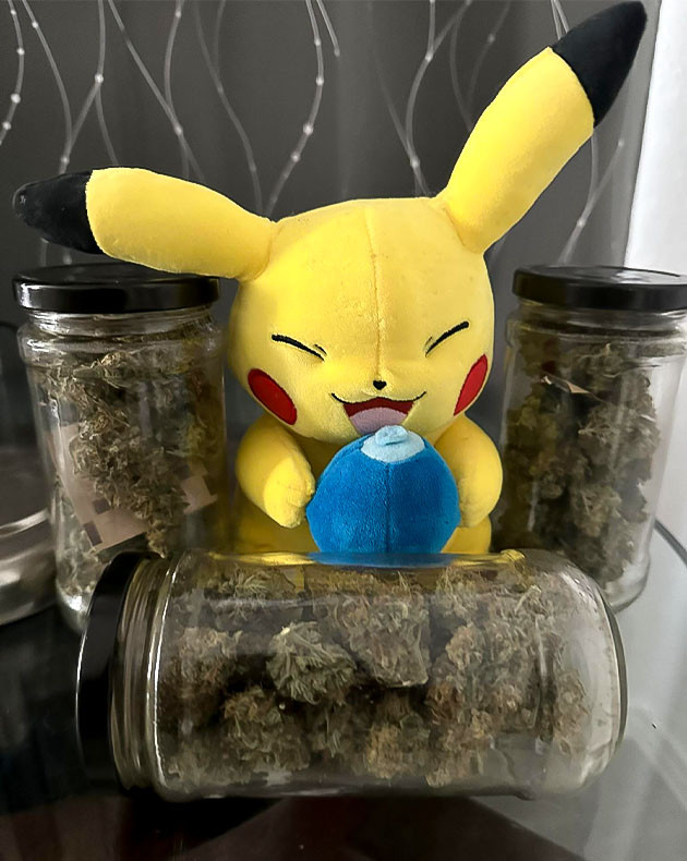 Оценка сорта Gelato Auto Итоги грова Gelato Auto