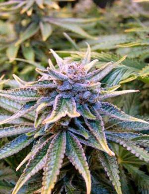 Соцветие Zkittlez на 15 неделе выращивания Цветение конопли