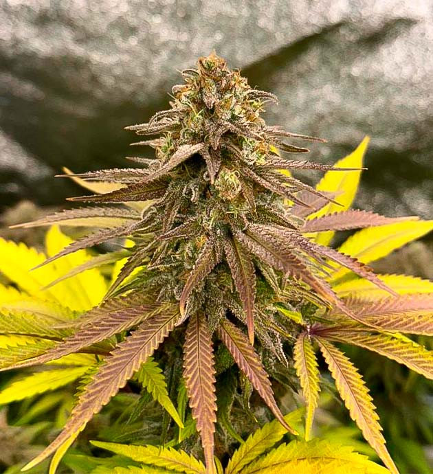 20-30 % янтарных трихом Куст Biscotti Mintz на последней неделе цветения