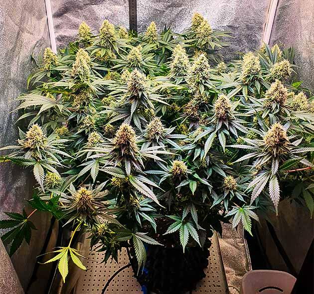 Полив, развитие шишек и дефолиация RS11 от 7CH American