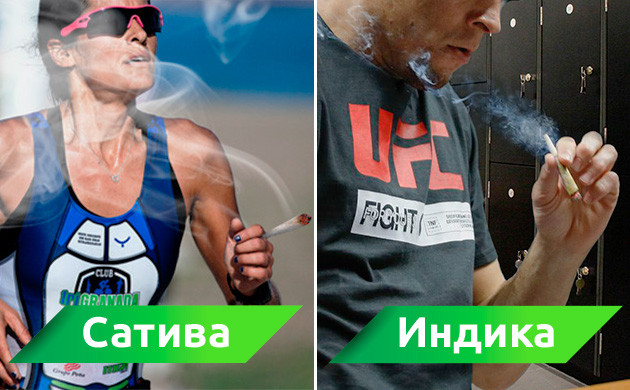 Употребление индики и сативы во время спорта Совмещение сативы и индики с занятиями спортом