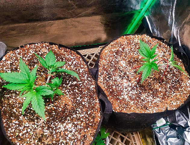 Топпинг и дефолиация Кусты Gelato после тренировки LST