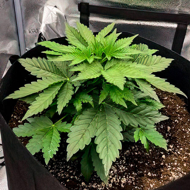 Формирование компактного куста на ранней веге Конопля ростом 20 см