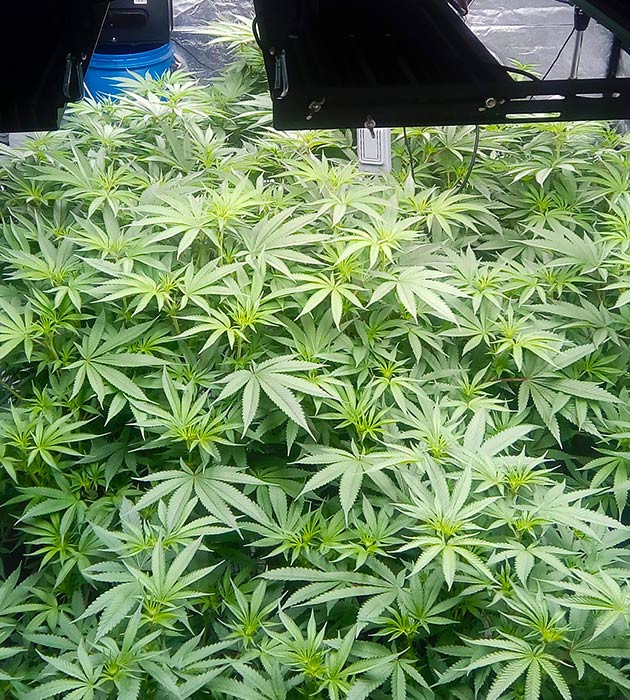 Активный набор зеленой массы Кусты конопли заполнившие все пространство тента