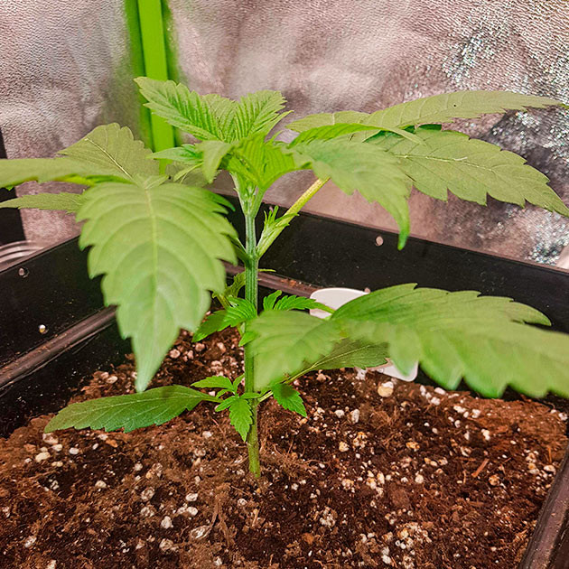 Подготовка куста Skywalker Haze к цветению Тренировка растения Skywalker Haze