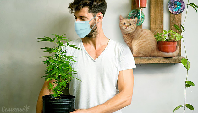 Причины вырастить куст конопли в карантин Выращивание марихуаны в карантин