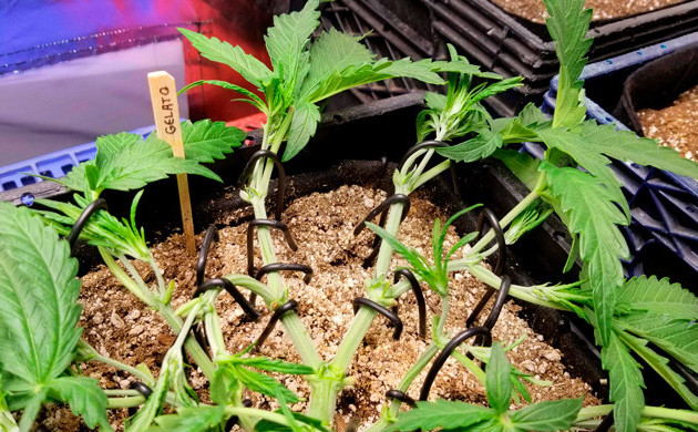 LST для каждой ветви Закрепление всех ветвей куста