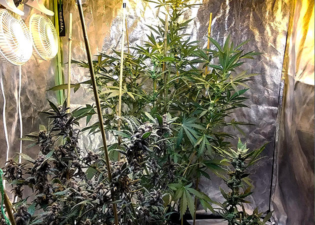 Первая неделя цветения конопли Куст высотой 100 см в гроубоксе