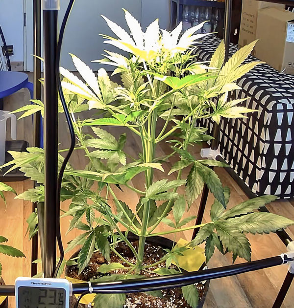 Поддержание светового режима и его влияние Регулировка света для лучшего роста CBD Lemon Auto