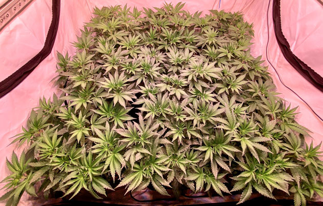 LST-подгиб марихуаны 5 неделя выращивания каннабиса