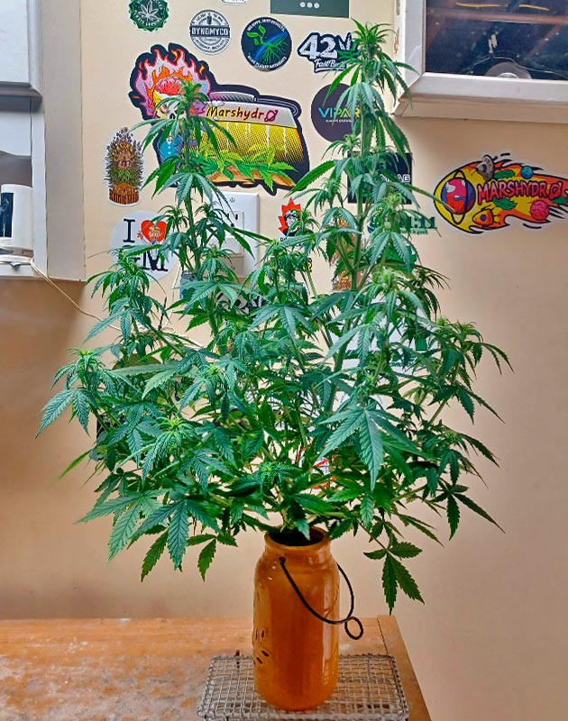 Проведение дефолиации и начало развития шишек Куст Sour Diesel Auto от Herbies Seeds на 6 неделе