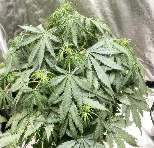 Активное развитие шишек каннабиса Куст Strawberry Gorilla Auto на этапе цветения