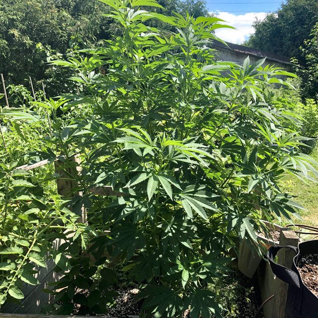 Одиннадцатая неделя выращивания Куст ростом 140 см