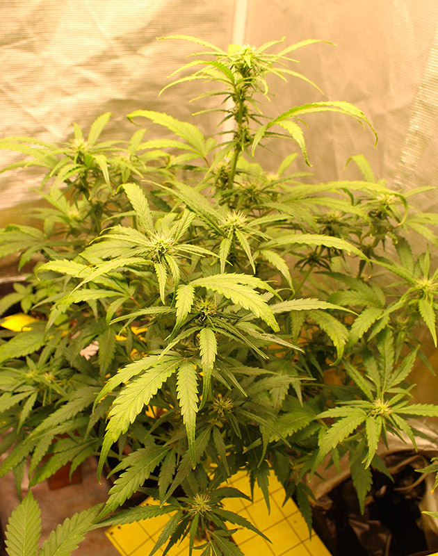 Формирование бутонов каннабиса