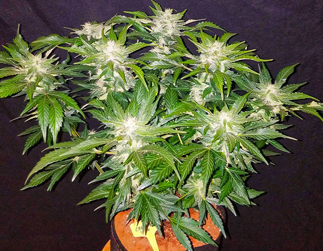 Стимуляция цветения на 8 неделе Цветущий куст высотой 96 см