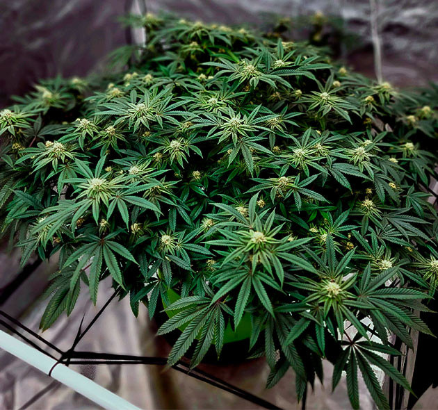 Активное цветение на 15 неделе выращивания Формирование бутонов на кусте марихуаны