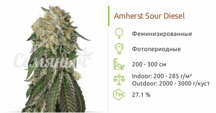 Сорт конопли Amherst Sour Diesel Amherst Sour Diesel от Humboldt Seeds