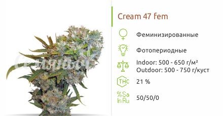 Сорт конопли Cream 47 fem Cream 47 fem (Sweet Seeds)