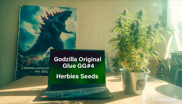Выращивание сорта марихуаны Godzilla Original Glue GG#4 (Godzilla Glue #4) от Herbies Seeds Гроурепорт сорта Godzilla Original Glue GG#4 (Godzilla Glue #4) от Herbies Seeds
