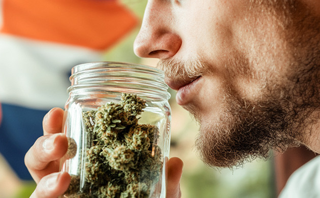 История Tangie: от скрещивания до мировой славы Tangie: как появился культовый цитрусовый сорт