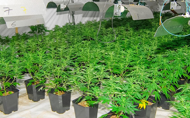 Высаживание клонов методом SOG Методы SOG