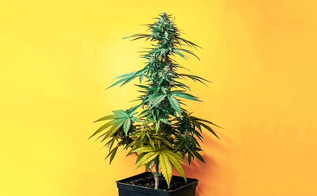 Желтые пятна на листе конопли Признаки нехватки азота