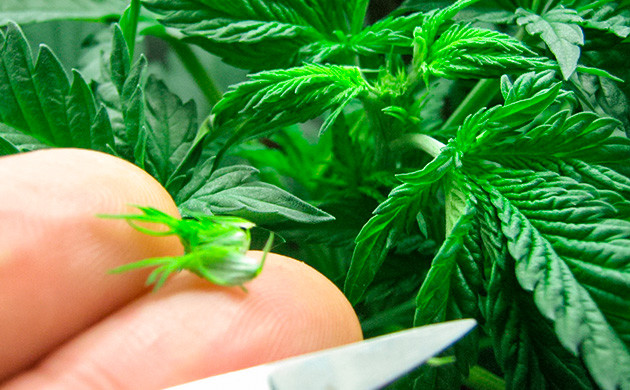 Преимущества фимминга перед топпингом Чем фимминг лучше топпинга