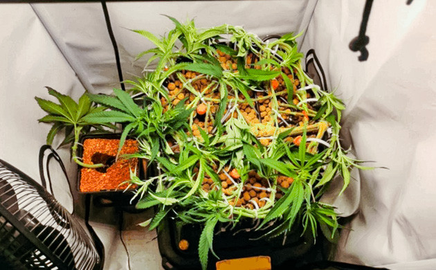 Начало и принцип дефолиации Гнезда Начало и принцип дефолиации Гнезда