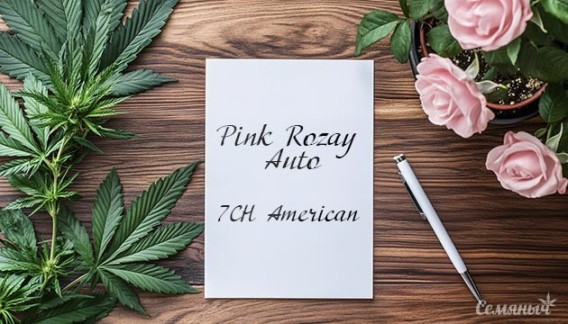 Мой опыт с Pink Rozay Auto Вторая попытка выращивания Pink Rozay Auto