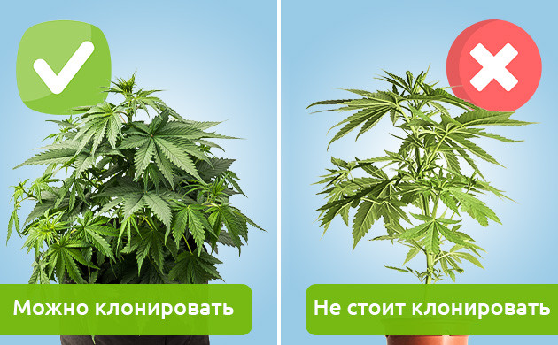 Процесс клонирования конопли Выбор куста конопли для клонирования