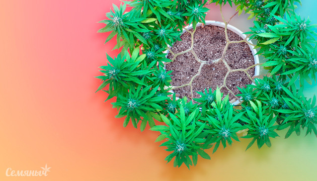 Техника мейн лининг Тренировка куста техникой мейн лининг