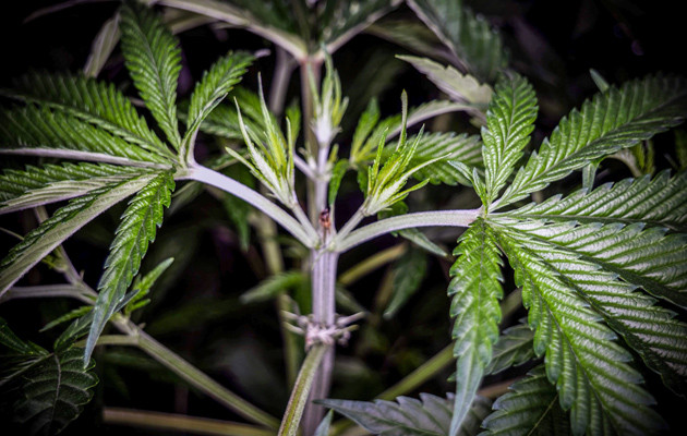 Обрезка конопли Топпинг конопли