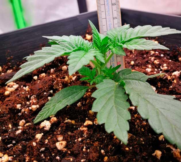 Стабильное развитие марихуаны Конопля на второй неделе роста