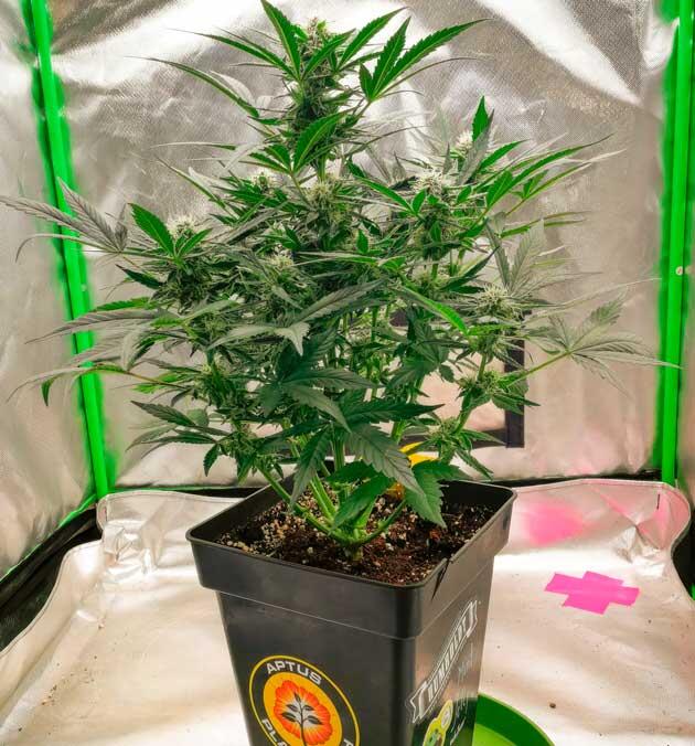 Шестая неделя роста и цветения конопли Каннабис ростом 42 см