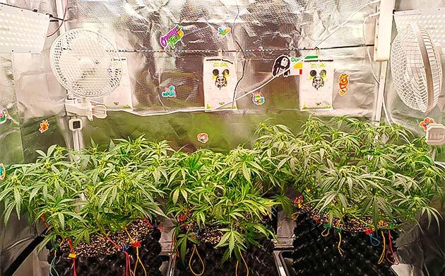 Начало цветения Кусты Gorilla Cookies Auto на 6 неделе выращивания