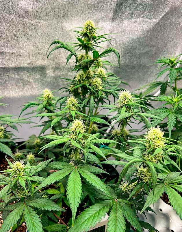Полив чистой водой и развитие соцветий Куст Whiskey Zulu Auto на стадии цветения