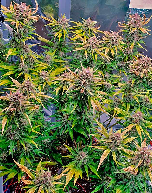 Приготовления к харвесту Соцветия усыпаны янтарными трихомами