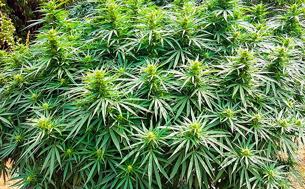 Гров конопли Runtz Muffin Использование мульчи при выращивании Runtz Muffin