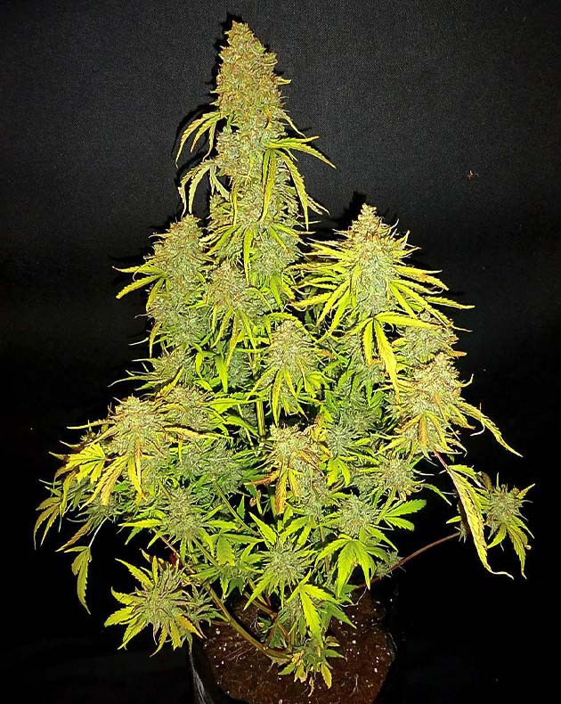 Пролечка и сушка соцветий Wedding Cake Auto Харвест и финальное взвешивание