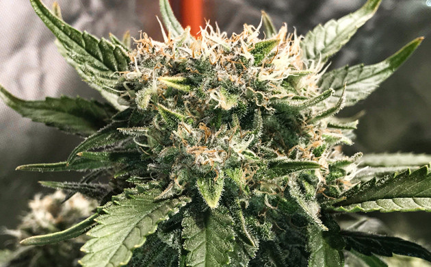 Начало сбора урожая марихуаны + Speed Auto Большие шишки конопли