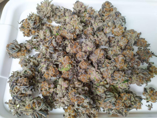 Итоги и выводы после сбора урожая Biscotti Mintz Оценка качества урожая Biscotti Mintz