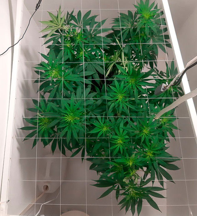 Начало периода цветения Glue Sherbet Куст Glue Sherbet на цветении