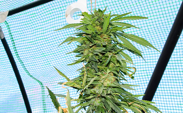 Гниль на 22 неделе Обнаружение гнили на одной бошке