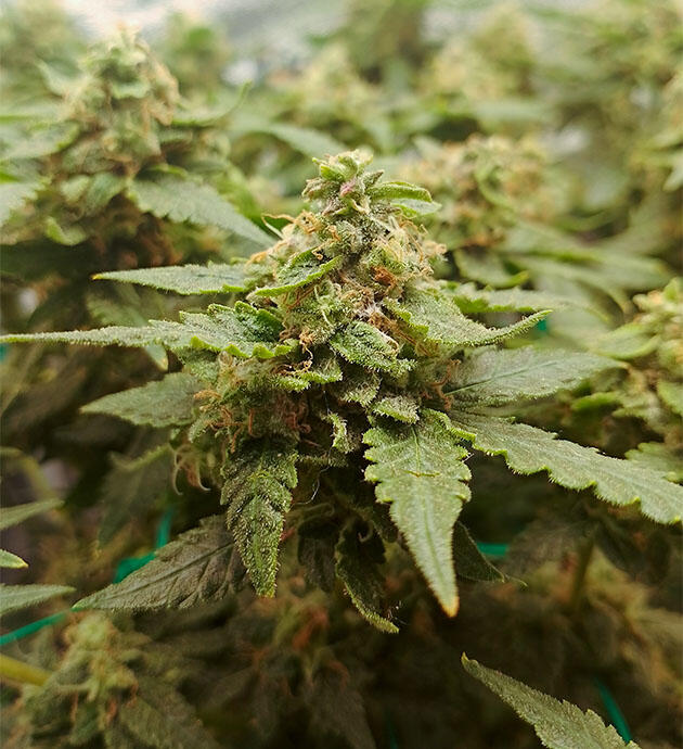 Марихуана перед харвестом Созревшая шишка конопли