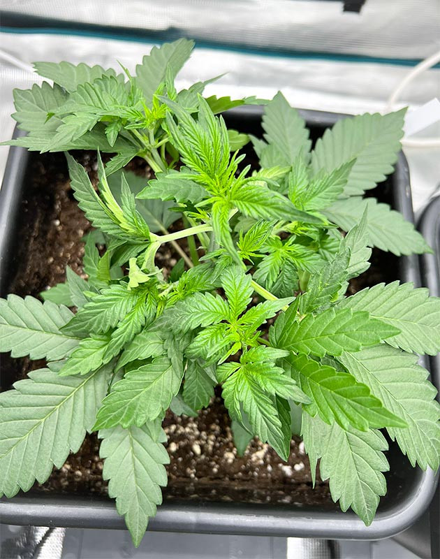 Добавление удобрений в рацион Medusa F1 Auto Medusa F1 Auto: введение дополнительных удобрений